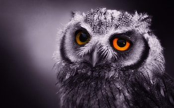 The Stylish winter animals for Present Dream 1920Ã1200 HD wallpaper
